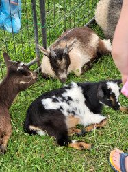 20230624 142329 1687959028 Animal Experience (Traveling Petting Zoo)